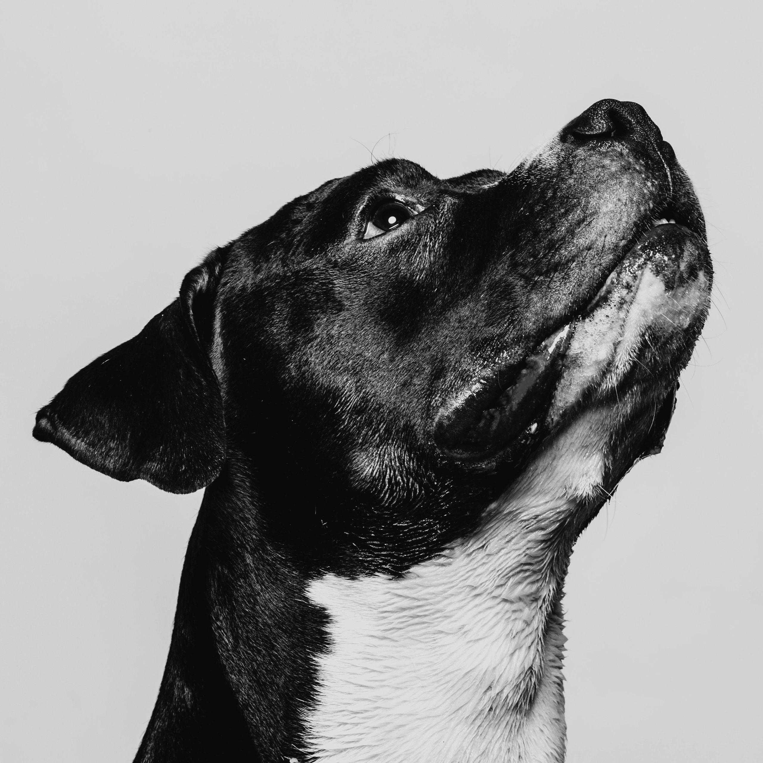 Happy dog portrait