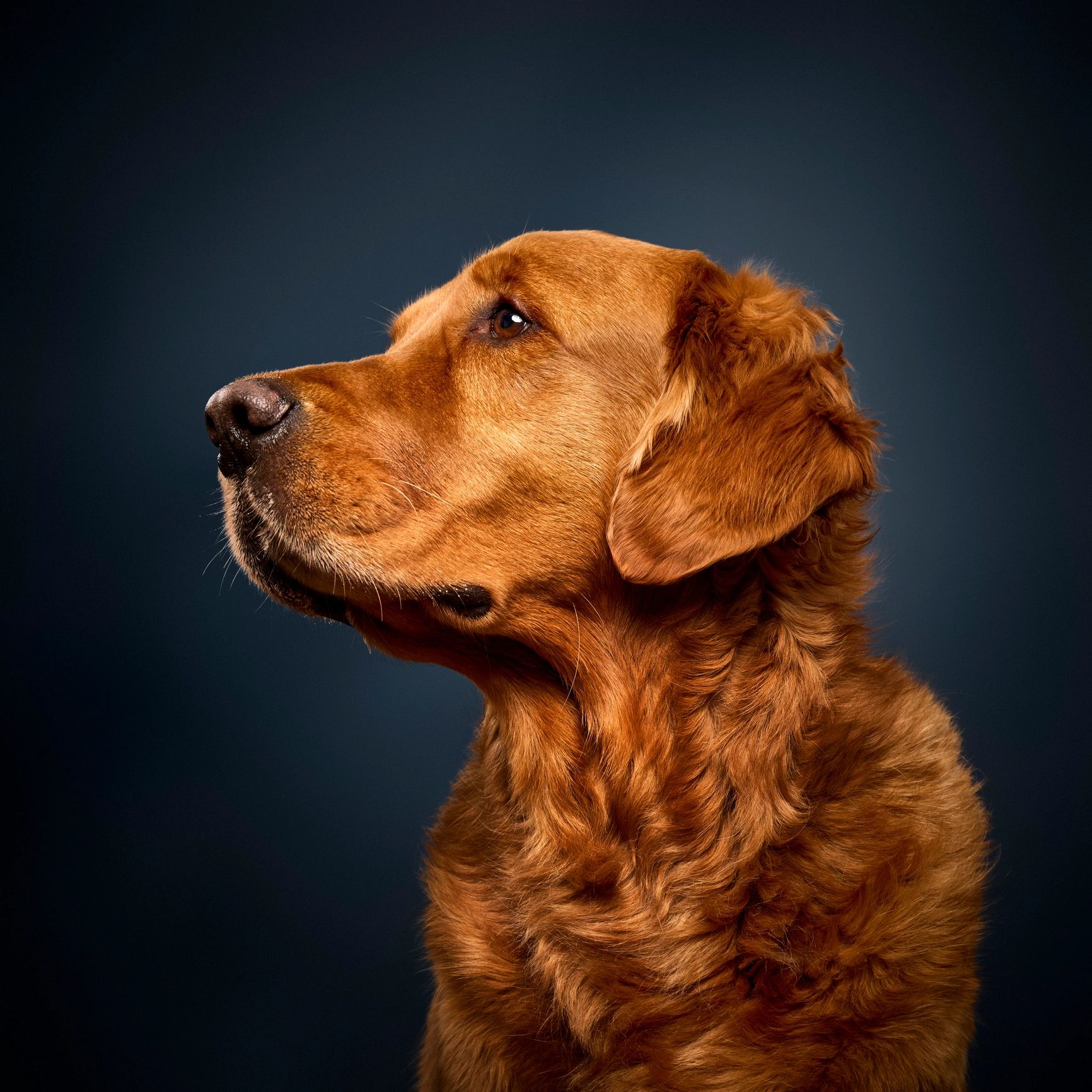 Golden retriever portrait
