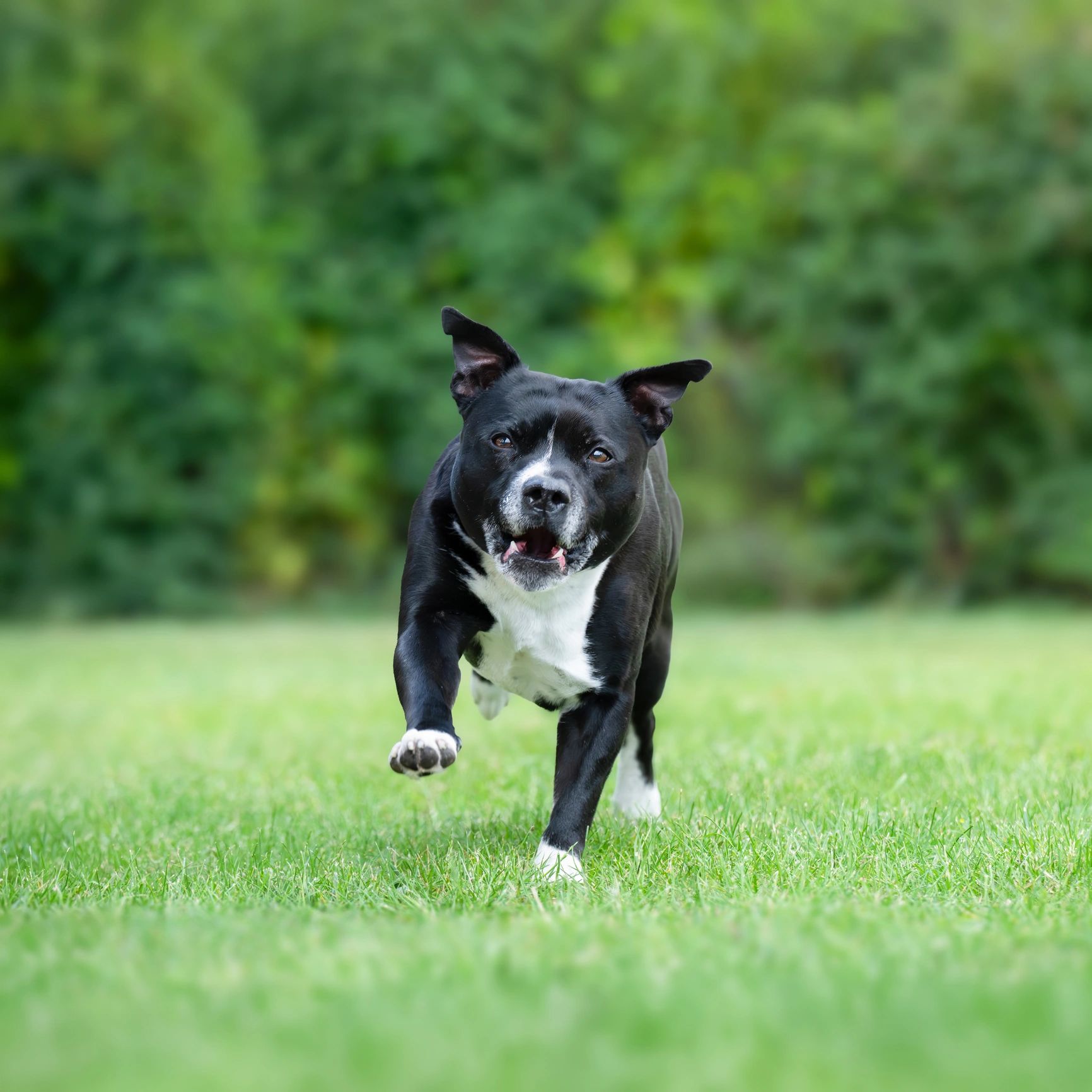 Dog running in the yard