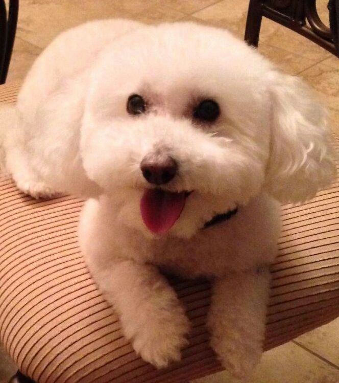 Bentley the Bichon, chief taste tester